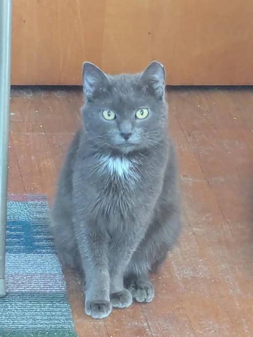 LUNA - Domestic Short Hair available for adoption
