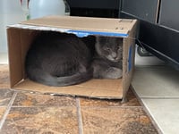 Luna - Photo 3