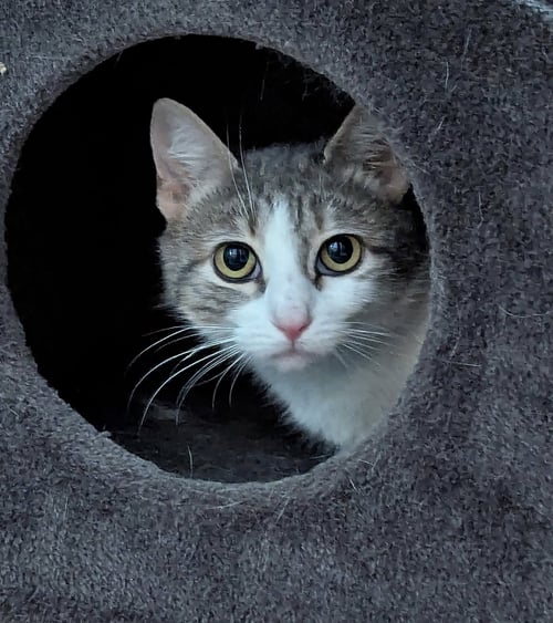 BELLA MIA - Domestic Medium Hair / Tabby for adoption in Harrisburg