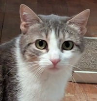 Bella Mia - Photo 2