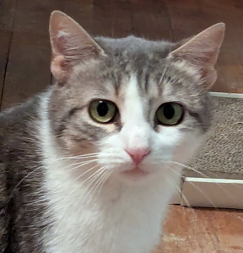 BELLA MIA - Domestic Medium Hair / Tabby available for adoption