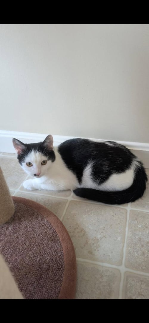 MARILYN - Domestic Short Hair available for adoption
