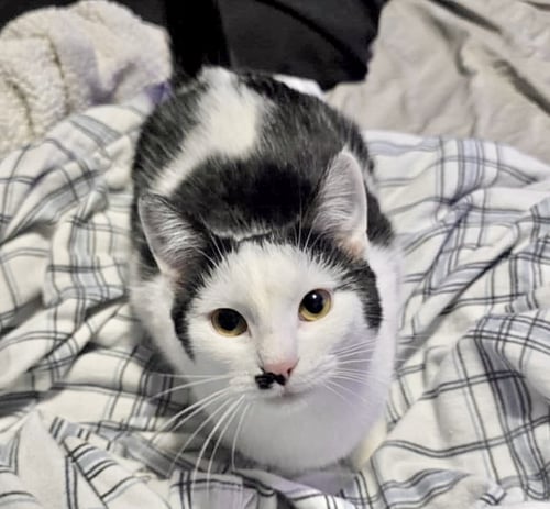 MARILYN - Domestic Short Hair available for adoption