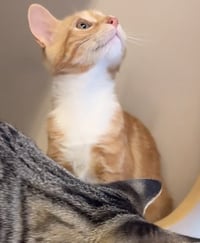 Sorbet- Meet at Petco on Jonestown Rd.!! - Photo 4