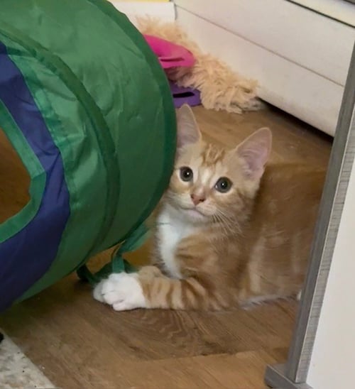 SORBET - Domestic Short Hair available for adoption