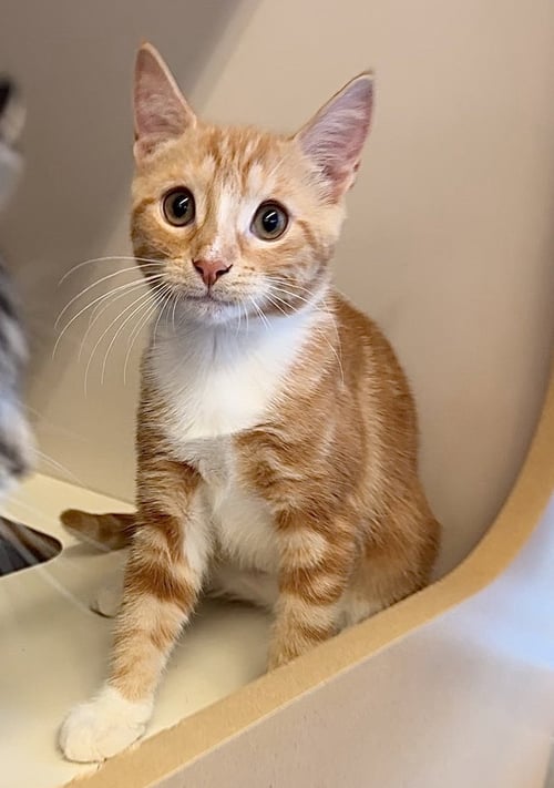 SORBET- MEET AT PETCO ON JONESTOWN RD.!! - Domestic Short Hair available for adoption