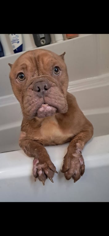 Betty (Micro Bully) Image