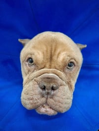 Betty (Micro Bully) - Photo 2