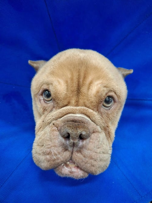 BETTY (MICRO BULLY) - American Bulldog / American Pit Bull Terrier available for adoption