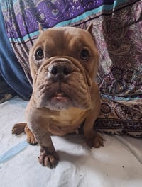 Betty (Micro Bully) - Photo 3