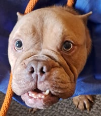 Betty (Micro Bully) - Photo 4