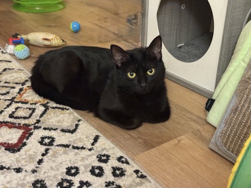 ZOE - Domestic Short Hair available for adoption