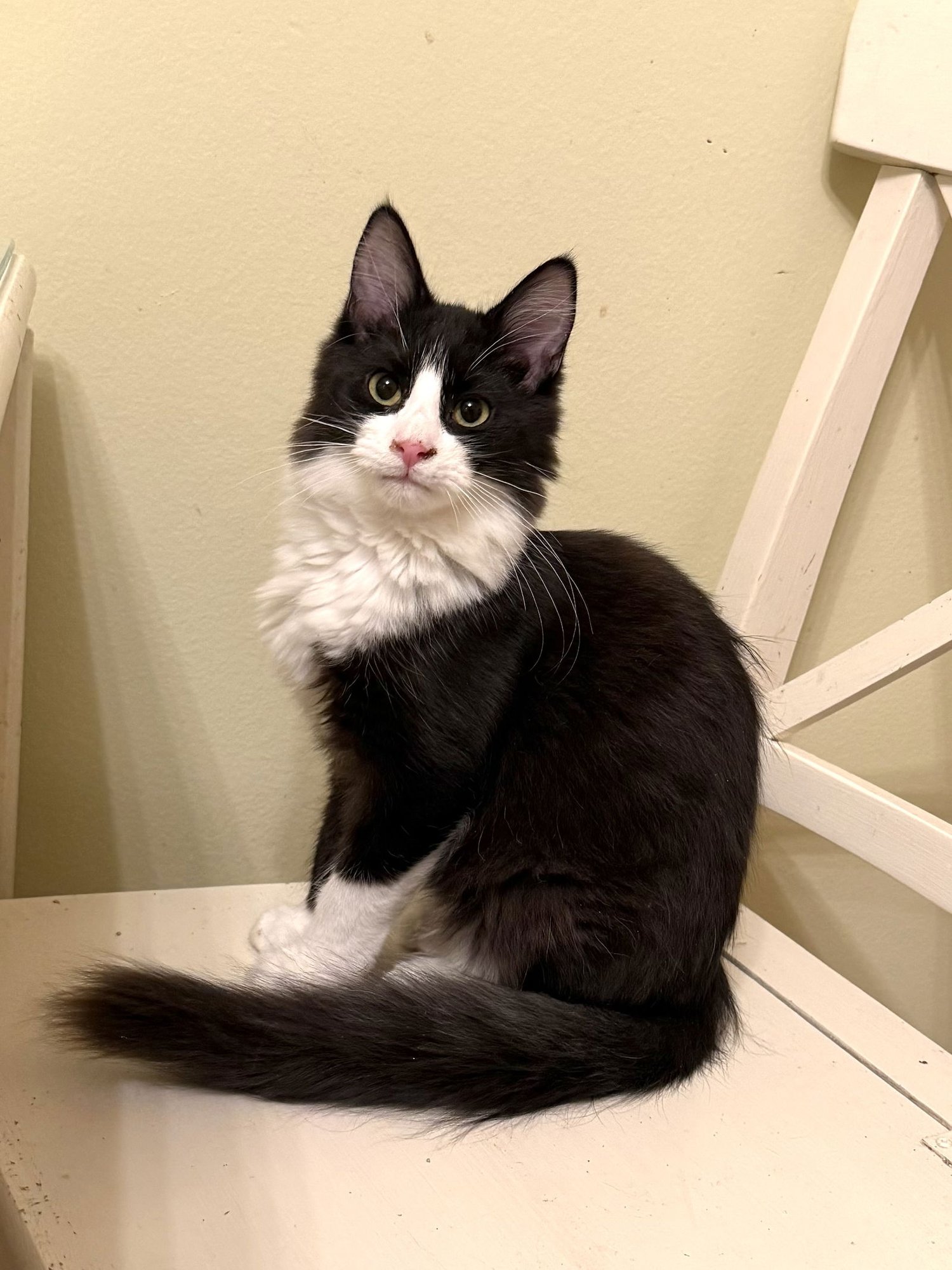 MOUNTAIN DEW - Maine Coon available for adoption