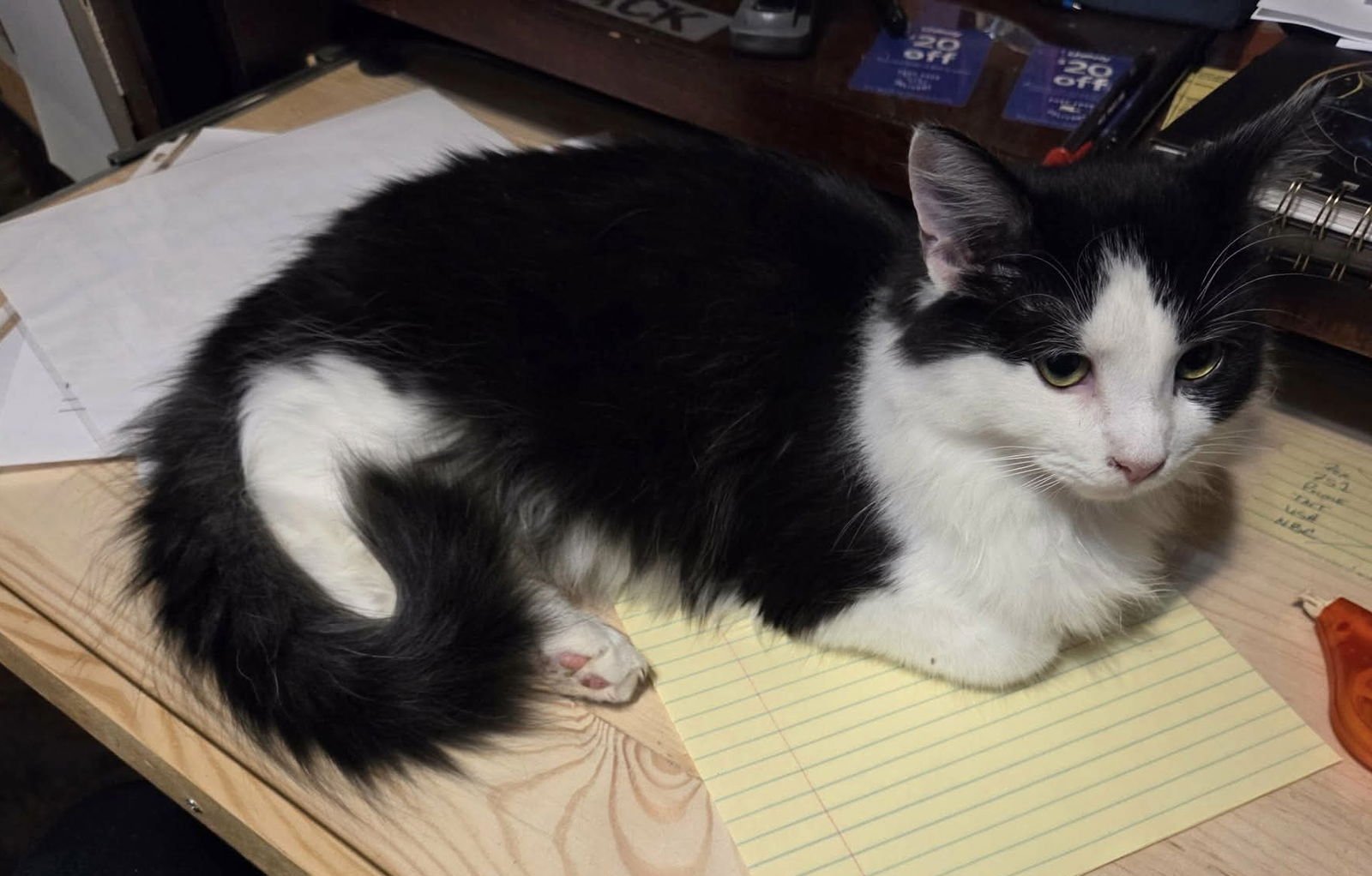 MOUNTAIN DEW - Maine Coon available for adoption