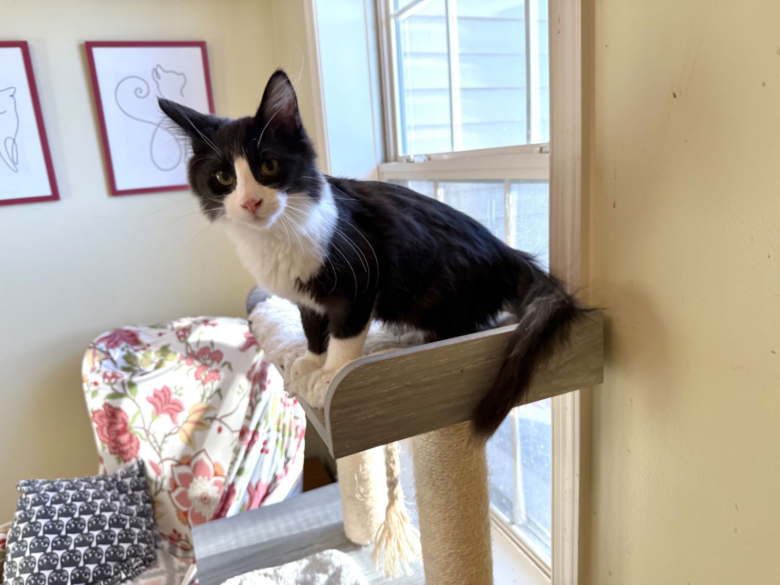 Mountain Dew - Photo 3