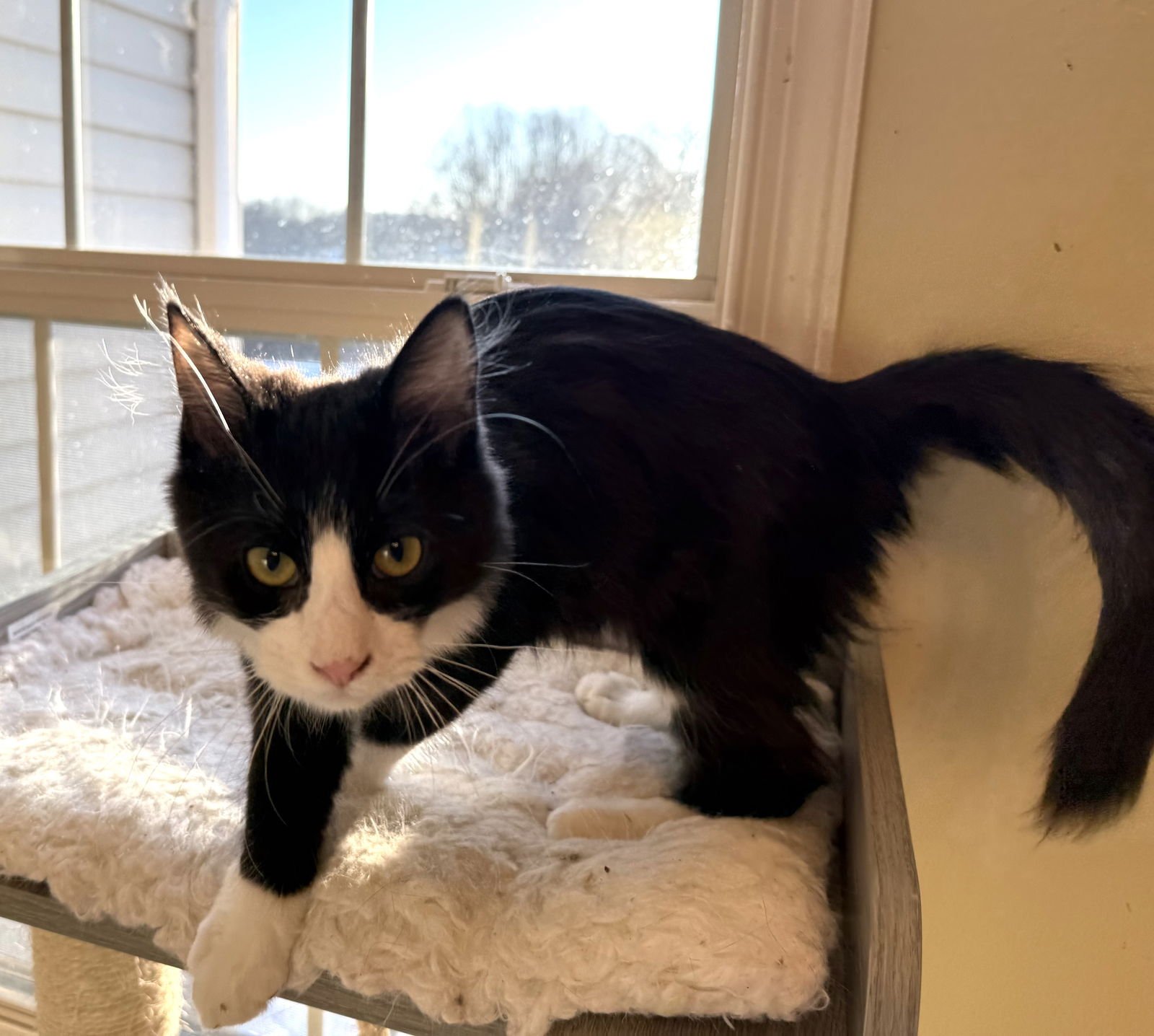 Mountain Dew - Photo 4