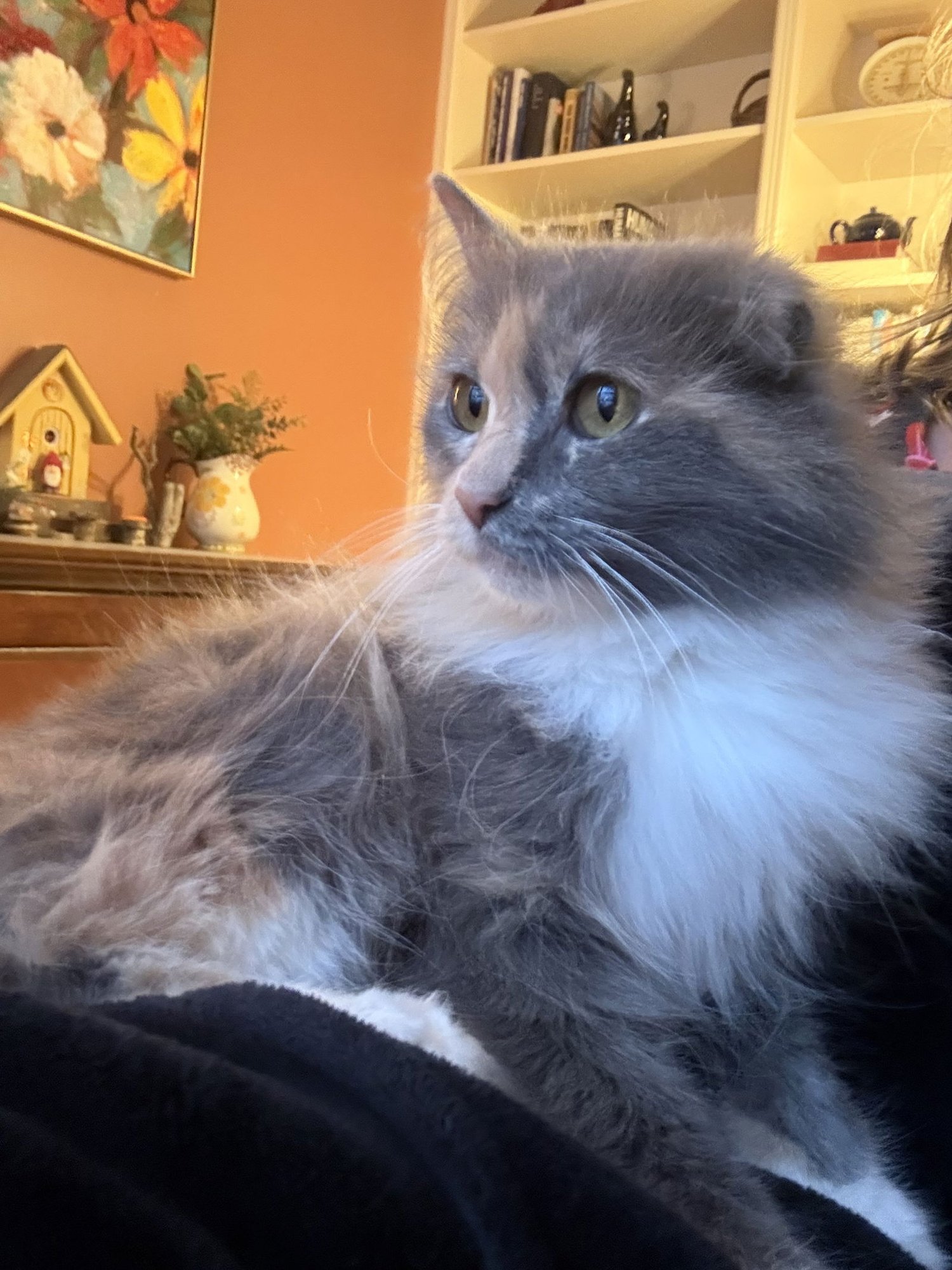 FANTA - TRIPOD - Maine Coon / Calico available for adoption