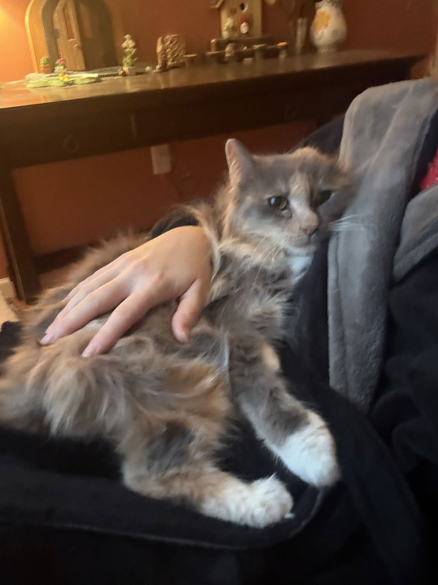 FANTA - TRIPOD - Maine Coon / Calico available for adoption