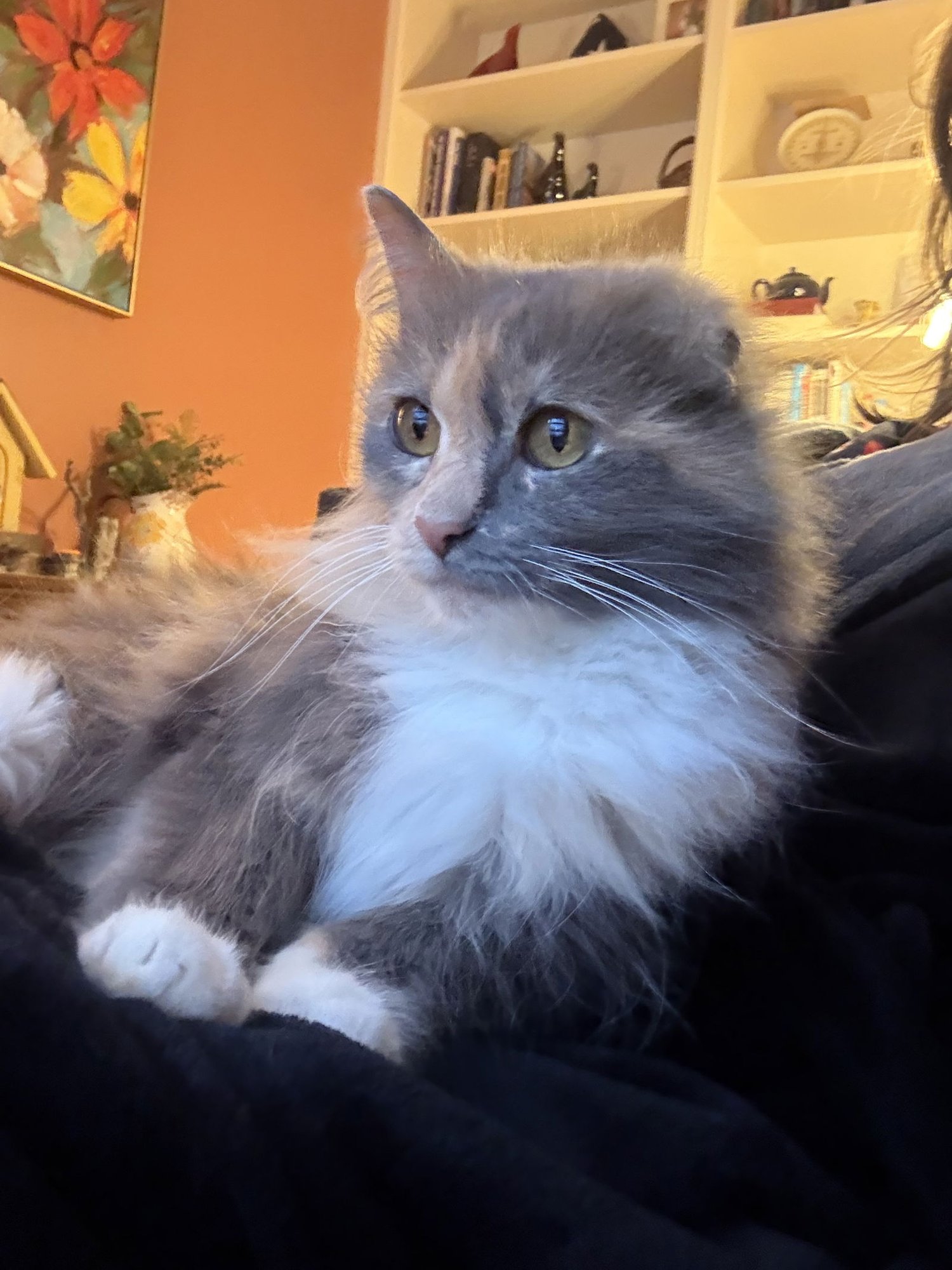 Fanta - TRIPOD - Photo 3