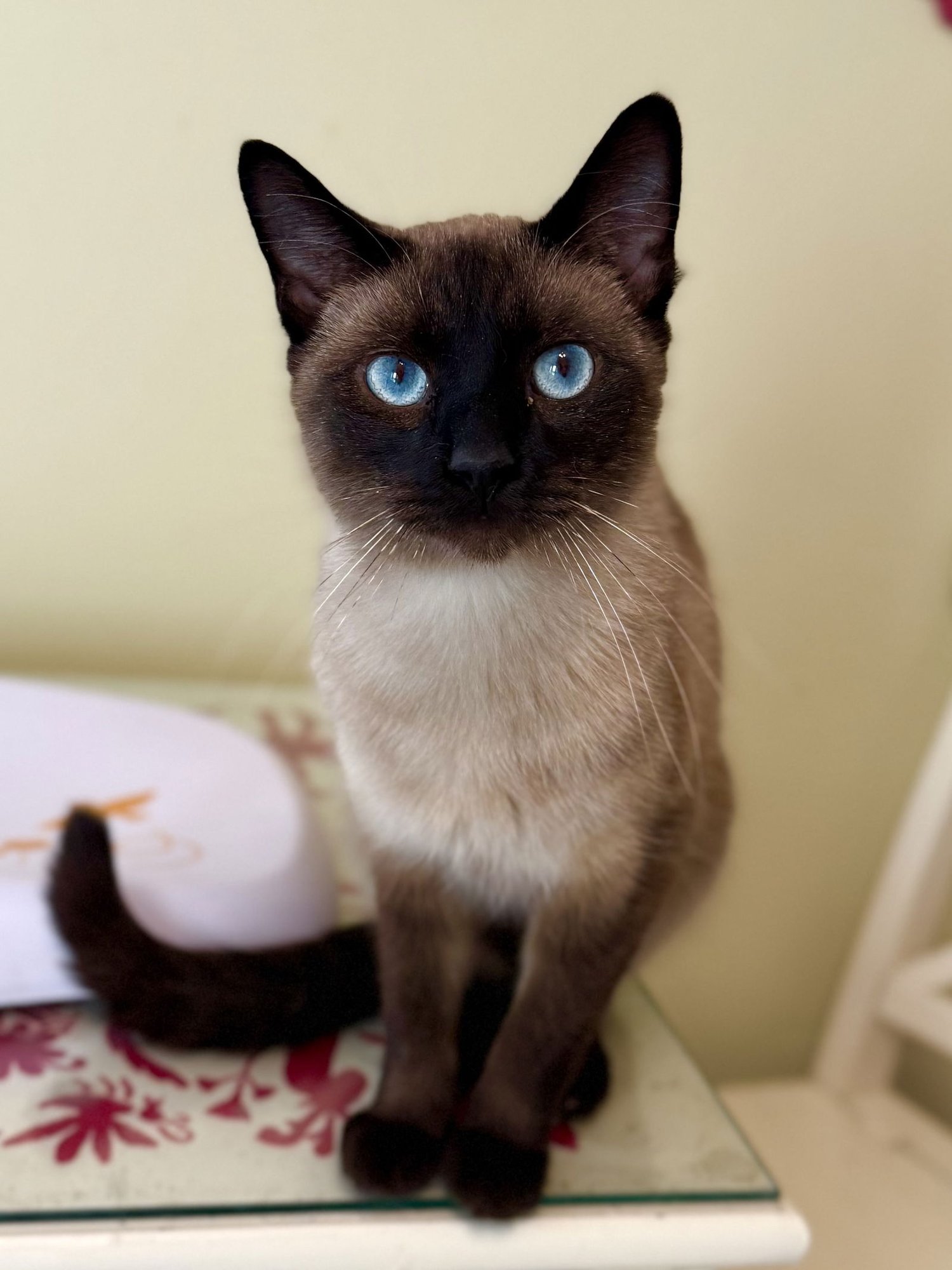 DR. PEPPER - Siamese available for adoption