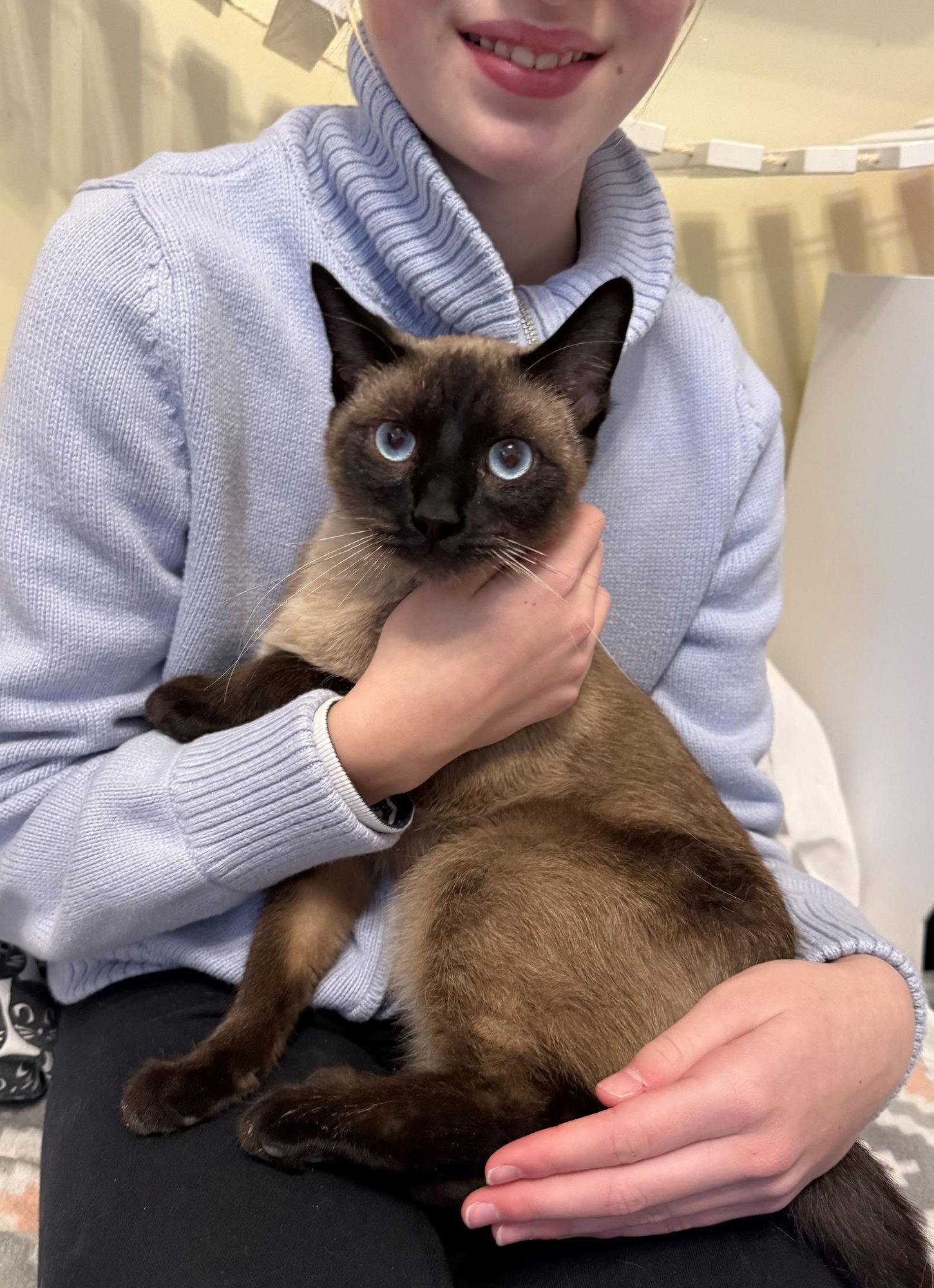DR. PEPPER - Siamese available for adoption