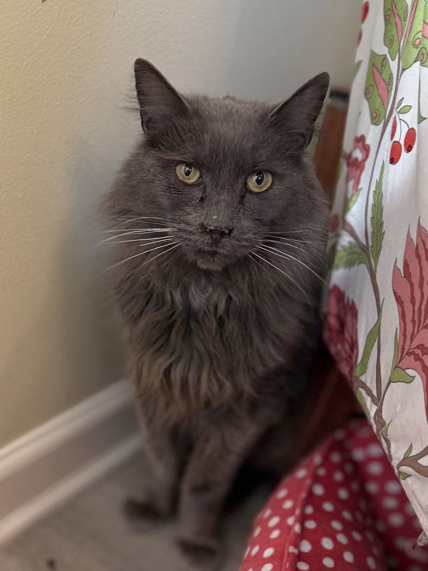 PEPSI - Nebelung / Russian Blue available for adoption