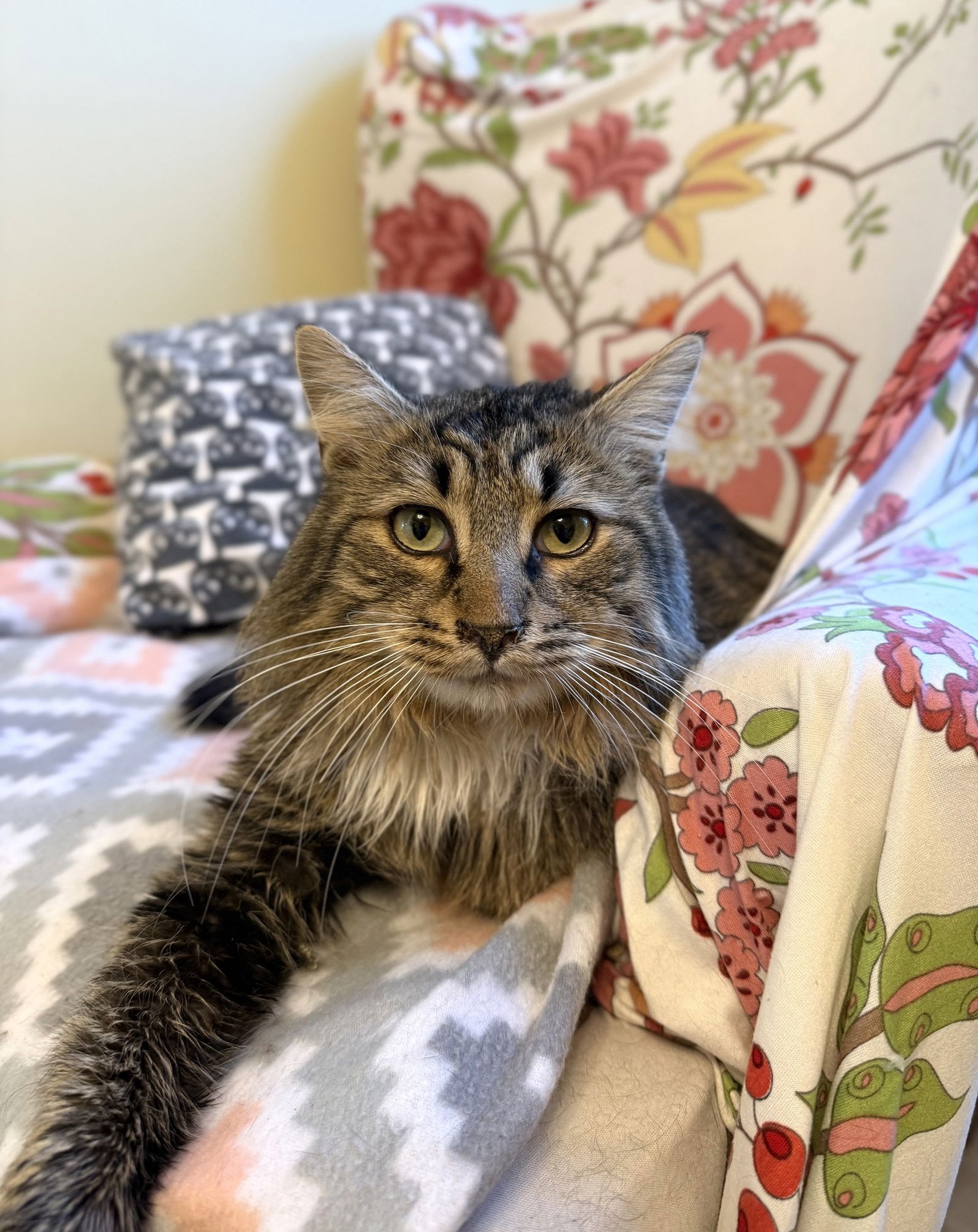 SPRITE - Maine Coon / Norwegian Forest Cat available for adoption