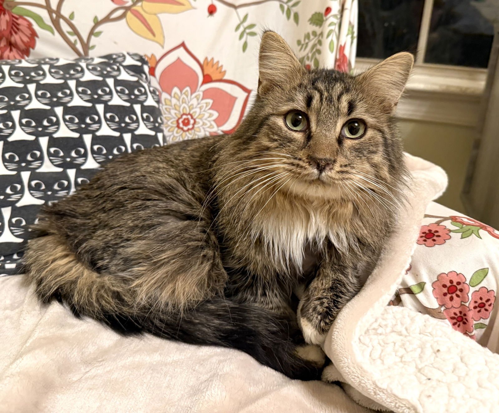 SPRITE - Maine Coon / Norwegian Forest Cat available for adoption