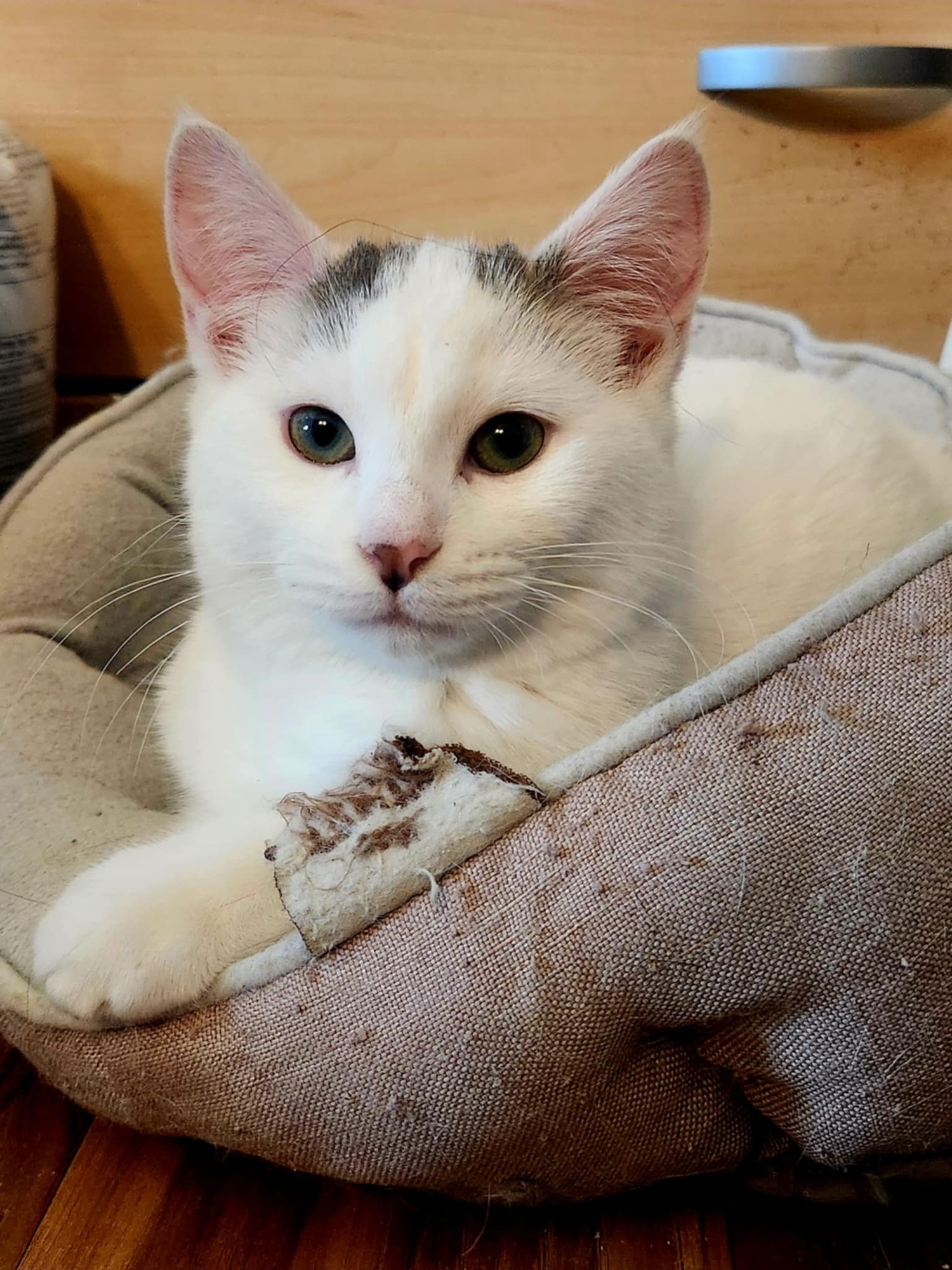 MANUKA - Domestic Short Hair available for adoption