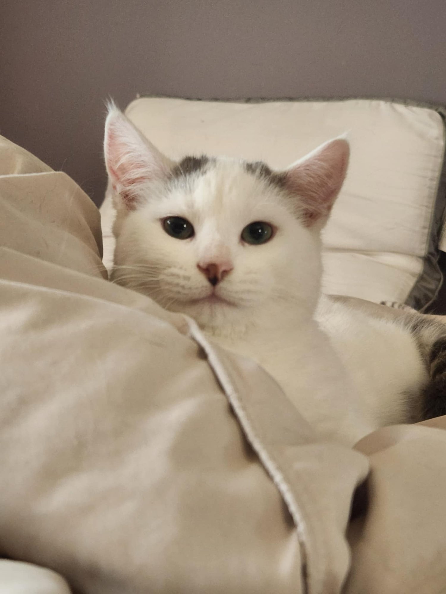 MANUKA - Domestic Short Hair available for adoption