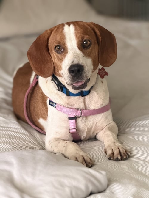 LILI PAD