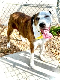 Reagan (fka Brit's pup Han Solo) - Photo 7