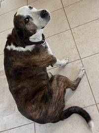 Reagan (fka Brit's pup Han Solo) - Photo 3