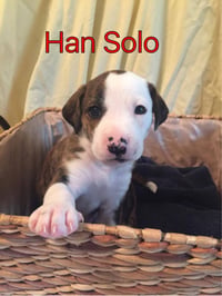 Reagan (fka Brit's pup Han Solo) - Photo 4