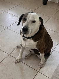 Reagan (fka Brit's pup Han Solo) - Photo 2