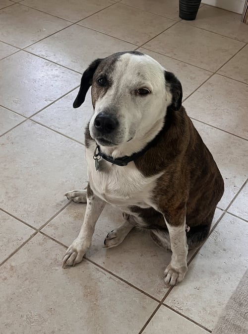 REAGAN (FKA BRIT'S PUP HAN SOLO) - Beagle / Boxer available for adoption