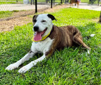 Reagan (fka Brit's pup Han Solo) - Photo 6