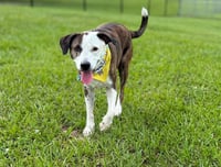 Reagan (fka Brit's pup Han Solo) - Photo 1