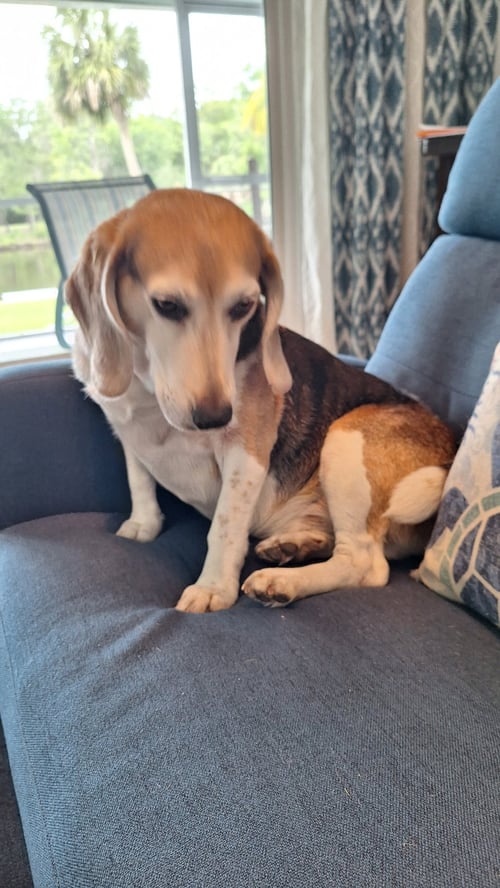 GEORGE (AKA FRANKLIN III) - Beagle for adoption in Tampa