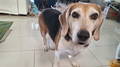 GEORGE (AKA FRANKLIN III) - Beagle available for adoption