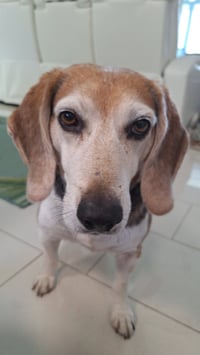 George (aka Franklin III) - Photo 3