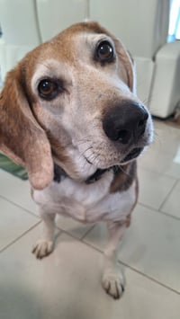 George (aka Franklin III) - Photo 4