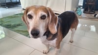 George (aka Franklin III) - Photo 5