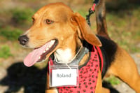 Roland - Photo 10