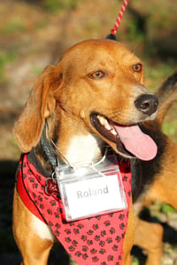 Roland - Photo 9