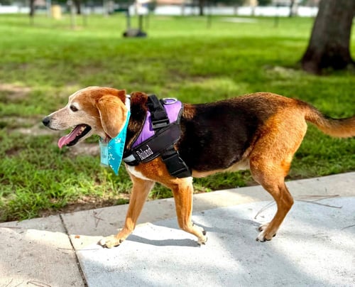ROLAND - Beagle for adoption in Clearwater