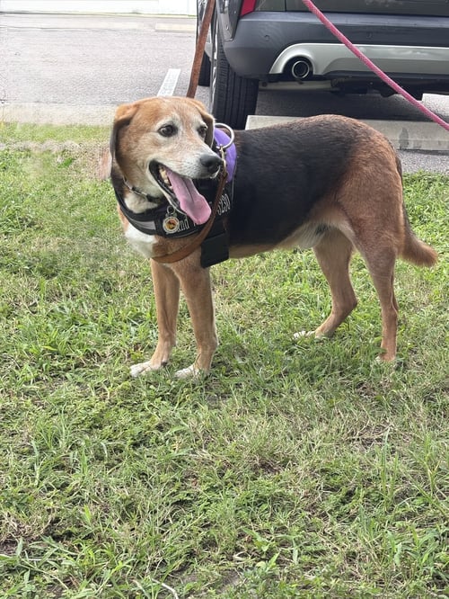 ROLAND - Beagle available for adoption