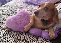 Angus and Rosie - Photo 4