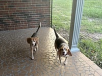 Angus and Rosie - Photo 2