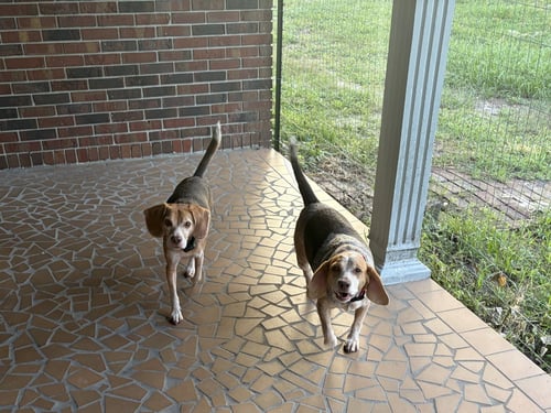 ANGUS AND ROSIE - Beagle available for adoption